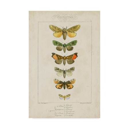 Pauquet 'Pauquet Butterflies Ii' Canvas Art,30x47